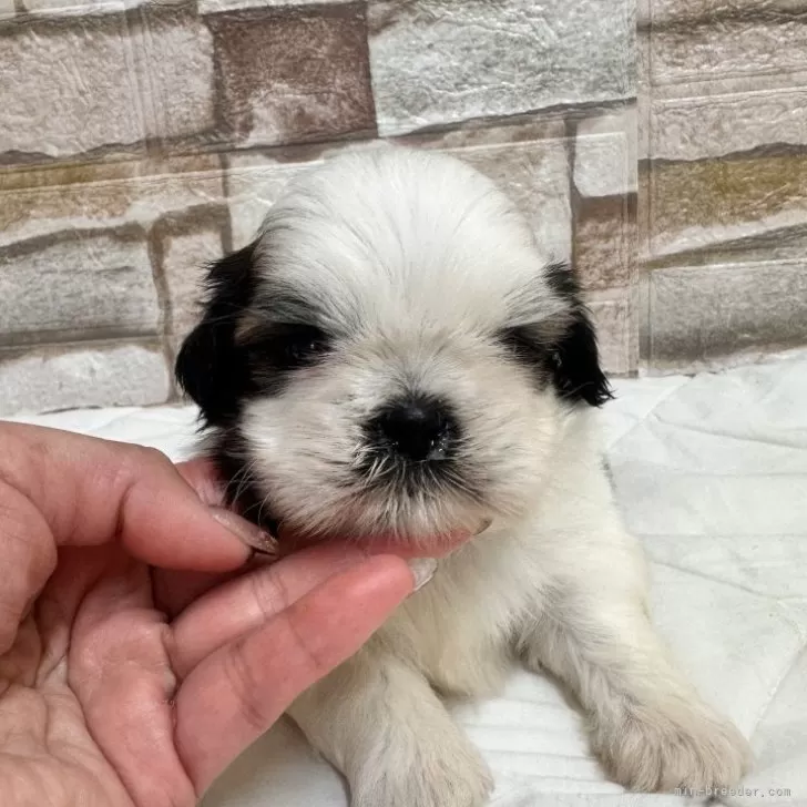 ID：2505-03069の子犬