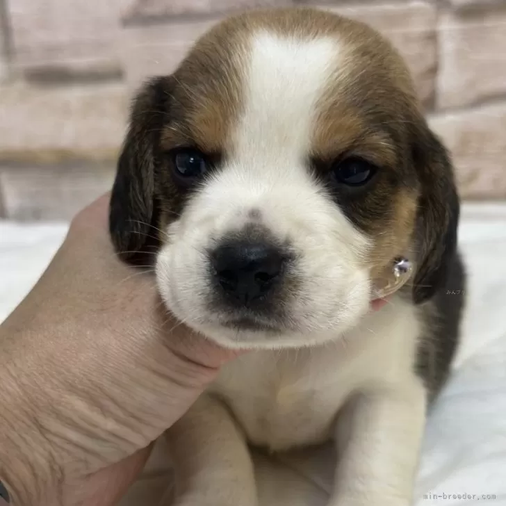 ID:2506-03419の子犬