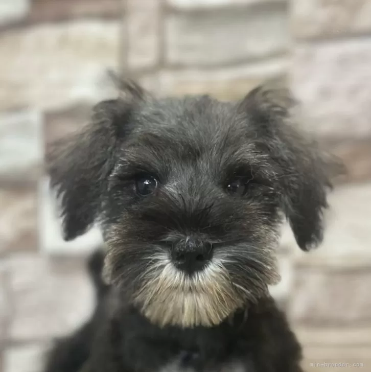 ID：2505-04994の子犬