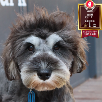 ミニチュアシュナウザー【山口県・女の子・2025年5月15日・ソルト&ペッパー】の写真「優しい性格です✨」