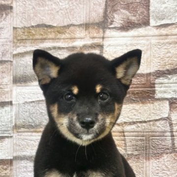 豆柴【山口県・男の子・2025年6月4日・黒】の写真「むくむくしてます⭐︎」