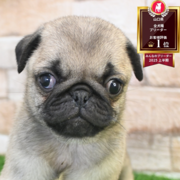 パグ【山口県・男の子・2025年10月14日・フォーン】の写真「むちむち✨」