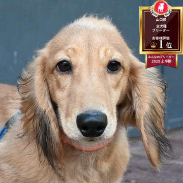 ミニチュアダックスフンド(ロング)【山口県・男の子・2025年5月19日・イエロー】の写真「活発な子です」