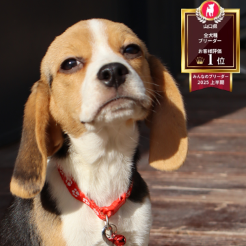 ビーグル【山口県・女の子・2025年8月4日・トライ】の写真「ご飯大好き✨」