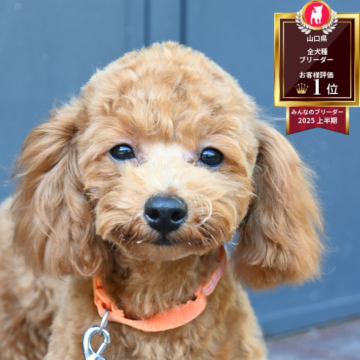 トイプードル(トイ)【山口県・男の子・2025年5月26日・クリーム】の写真「人も犬も大好き✨」