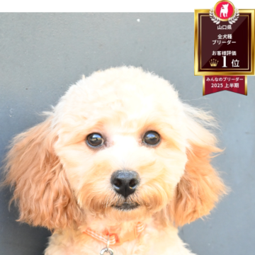 トイプードル(トイ)【山口県・男の子・2025年5月26日・クリーム】の写真「おもちゃ大好きです✨お子様の遊び相手にぴったり✨」