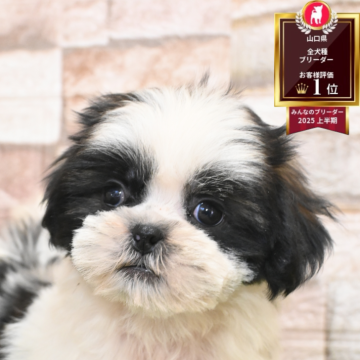 シーズー【山口県・男の子・2025年8月31日・ホワイト&ゴールド】の写真「イケメン✨」