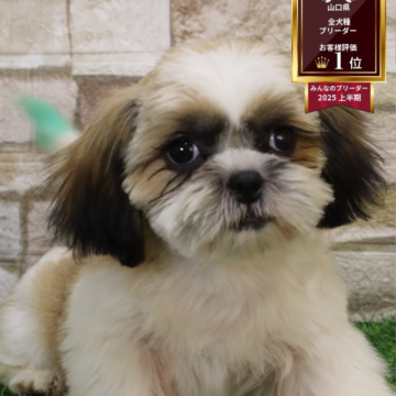 シーズー【山口県・男の子・2025年8月31日・ホワイト&ゴールド】の写真「他の子と区別するため、尻尾は緑に染めてます」