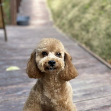 トイプードル(トイ)【山口県・女の子・2023年12月2日・アプリコット】の写真「元気いっぱい女の子」