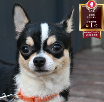 チワワ(スムース)【山口県・男の子・2025年4月24日・ブラック&ホワイト&タン】の写真「お目目ぱっちり✨」