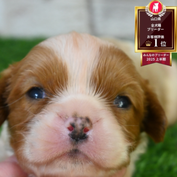 キャバリア【山口県・男の子・2025年10月18日・ブレンハイム】の写真「小ぶりな男の子」