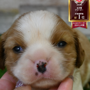 キャバリア【山口県・男の子・2025年10月18日・ブレンハイム】の写真「小ぶりな男の子」