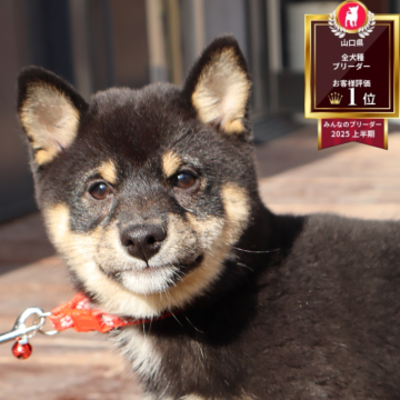 豆柴【山口県・女の子・2025年8月26日・黒】の写真「兄弟で遊んでます」