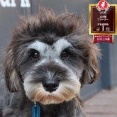 ミニチュアシュナウザー