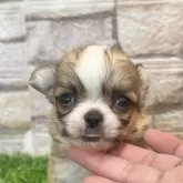 チワワ(ロング)