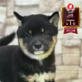 豆柴
