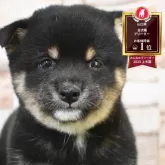 豆柴