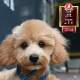 トイプードル(トイ)