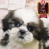 シーズー【山口県・男の子・2025年8月31日・ホワイト&ゴールド】の写真1