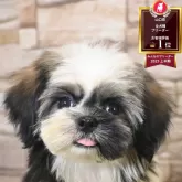 シーズー