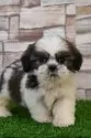シーズー【山口県・男の子・2025年8月31日・ホワイト&ゴールド】の写真2