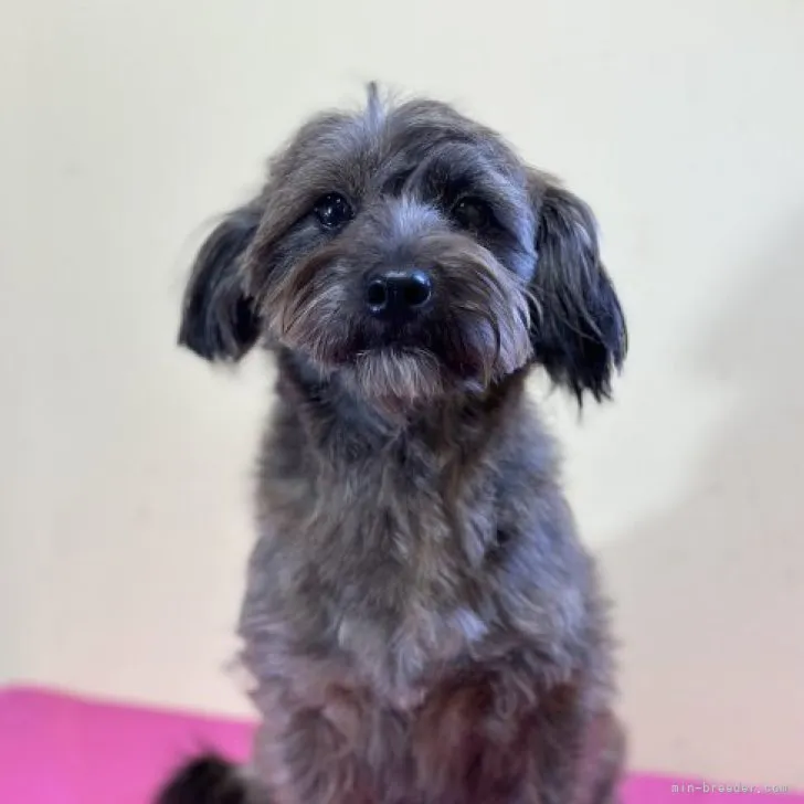 ID：2308-03962の子犬