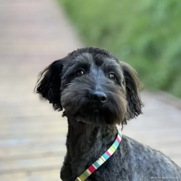 ID：2312-05832の子犬