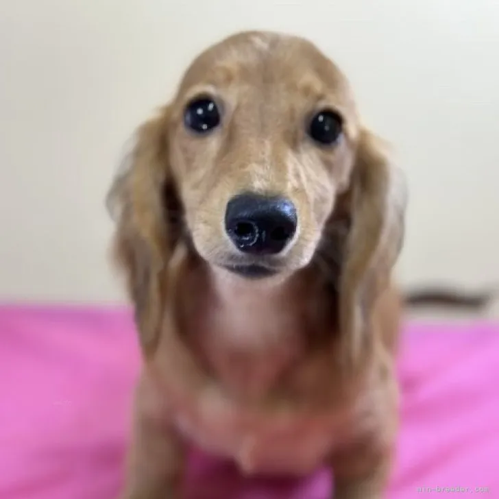 ID：2308-02529の子犬