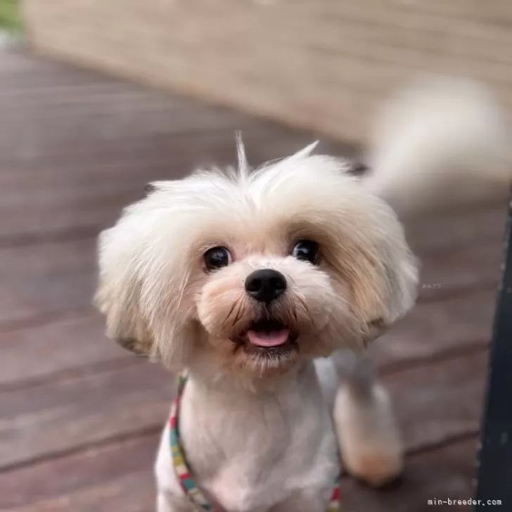 ID：2308-04016の子犬