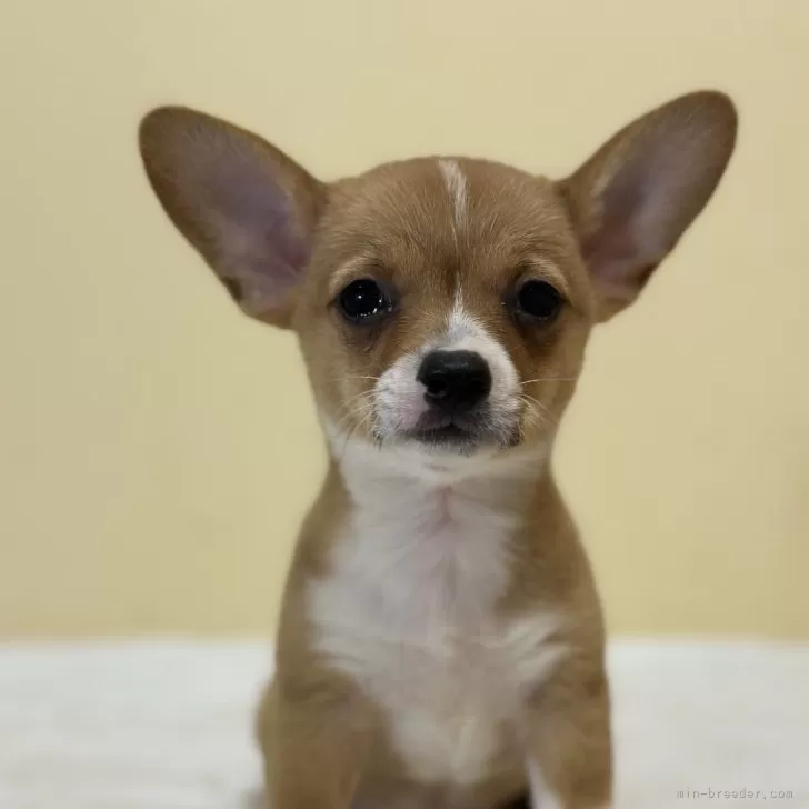 ID：2406-02375の子犬