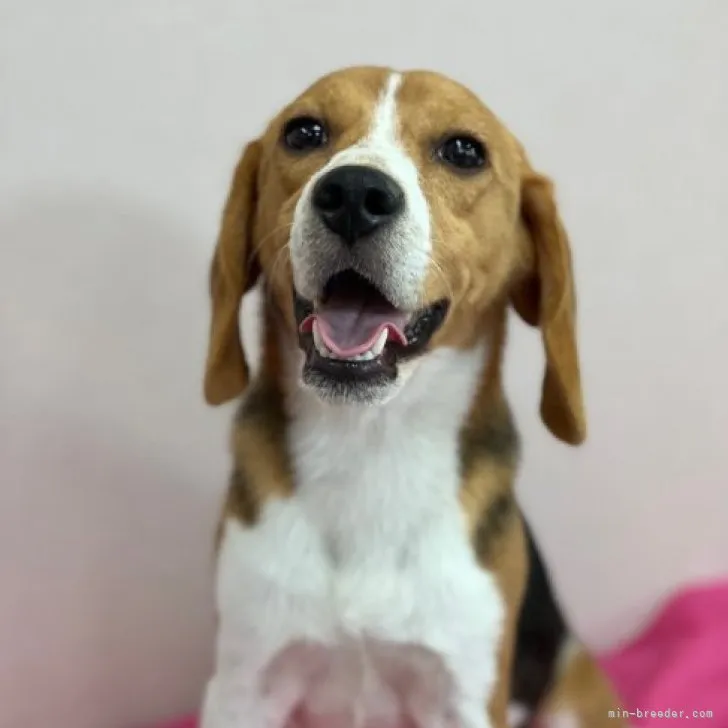 ID：2308-05933の子犬