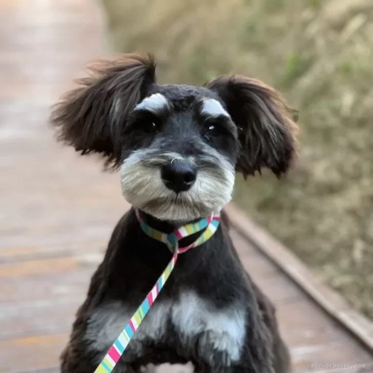 ID：2307-01918の子犬