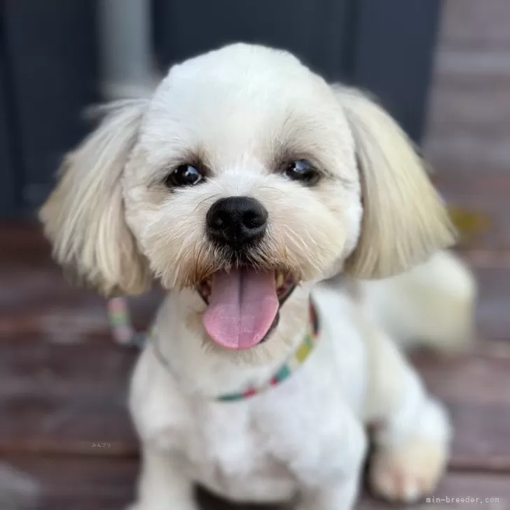 ID：2308-03997の子犬