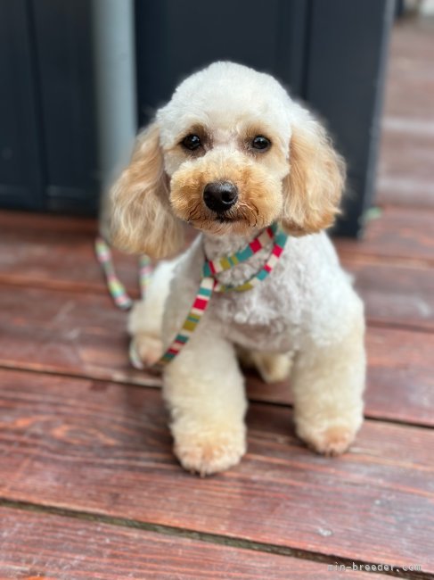 トイプードル【・女の子・2023年4月3日・クリーム】