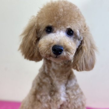 トイプードル(トイ)【山口県・男の子・2022年10月16日・レッド】の写真「足長さん✨」