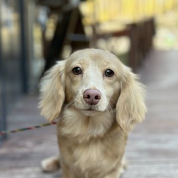 ミニチュアダックスフンド(ロング)【山口県・女の子・2023年6月1日・イエロー】の写真「元気に遊ぶのが大好きです。」
