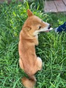 柴犬【・男の子・2022年9月4日・赤】
