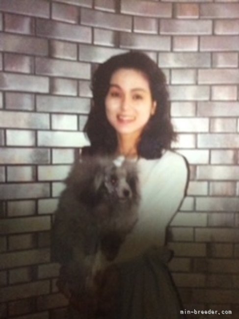 初代のシルバープードルと｜山元　智子(やまもと　さとこ)ブリーダー(宮崎県・トイプードル・JKC登録)の紹介写真3