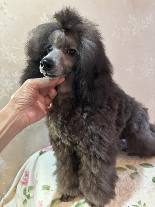 山元智子ブリーダーのブログ：久しぶりの　ドックショー