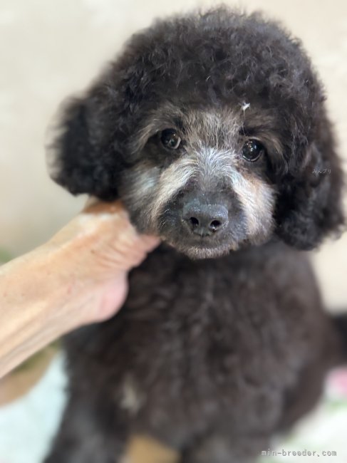 山元智子ブリーダーのブログ：進化が変化か