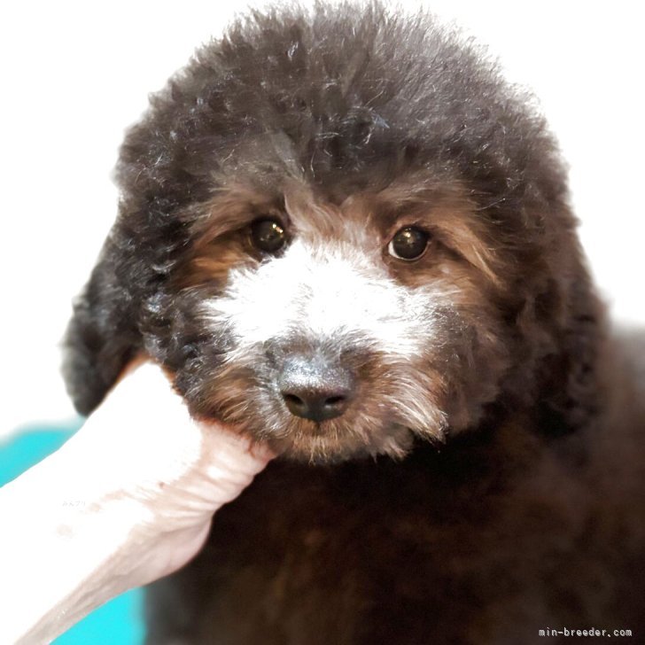 ブリーダー画像