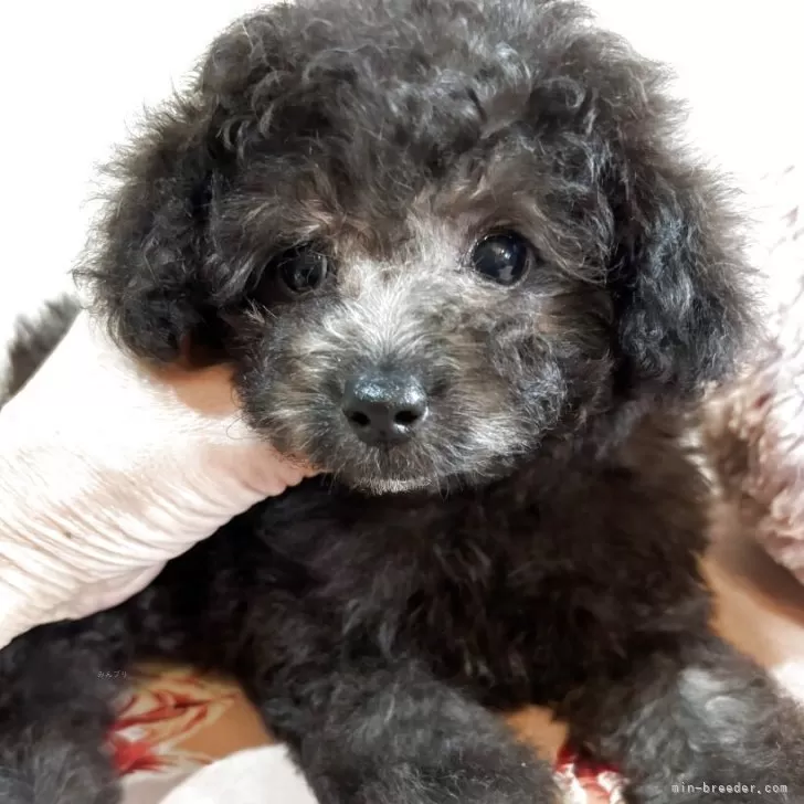 ID：2505-06140の子犬