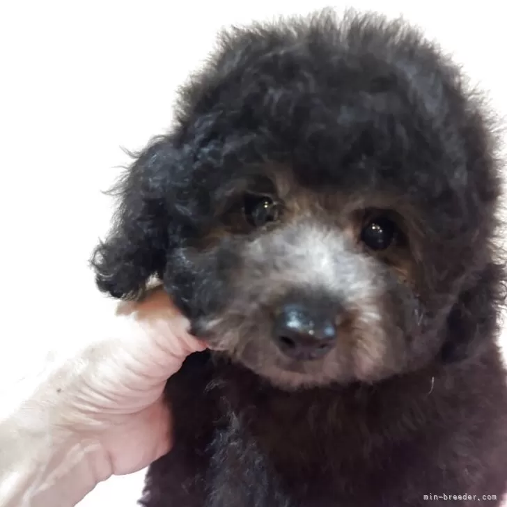 ID：2505-00272の子犬
