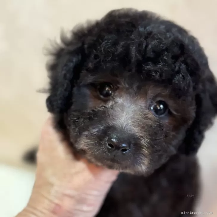 ID:2501-00091の子犬