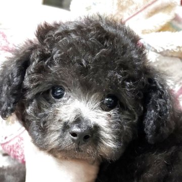 トイプードル(ティーカップ)【宮崎県・女の子・2025年9月10日・シルバーグレー】の写真「まん丸お目で　ジッと見つめる　可愛い子」