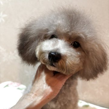 トイプードル(ティーカップ)【宮崎県・男の子・2025年4月6日・シルバーグレー】の写真「人懐こく　明るい　男の子」