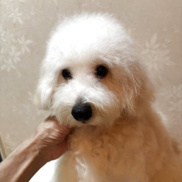 タイニープードル【宮崎県・男の子・2025年5月26日・クリーム】の写真「アイコンタクト出来る　賢い男の子」