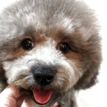 トイプードル(トイ)【宮崎県・男の子・2025年4月6日・シルバーグレー】の写真「胸にホワイトカラーのアクセントありの男の子」