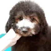 タイニープードル