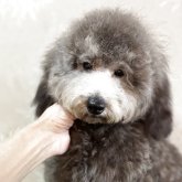 トイプードル(トイ)